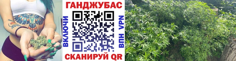 Конопля сатива  Муравленко 